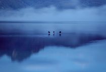 Der Kochelsee - Ruhige Stimmung am Kochelsee.  • © Loc Hoang